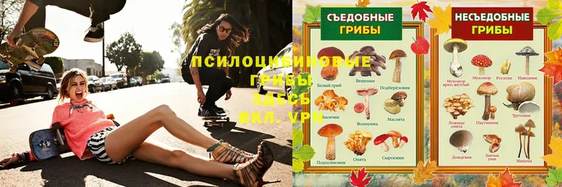 сколько стоит  Искитим  Псилоцибиновые грибы Psilocybe 